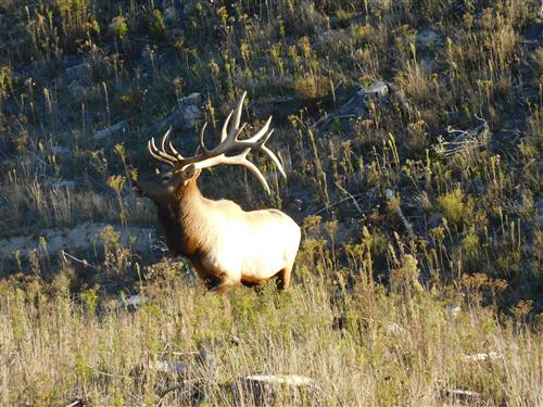 Beautiful big 400 class Bull Elk on the ranch